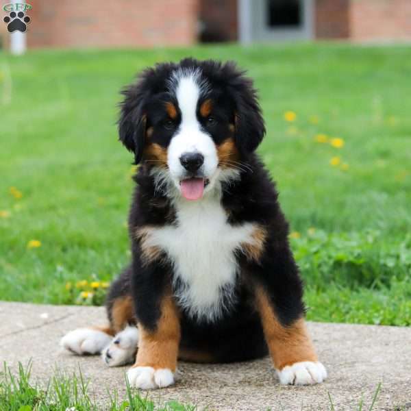 Casey, Bernese Mountain Dog Puppy